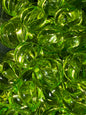 Clear green 16mm acrylic bead #216