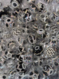 (Random pick )Black fancy bead #292